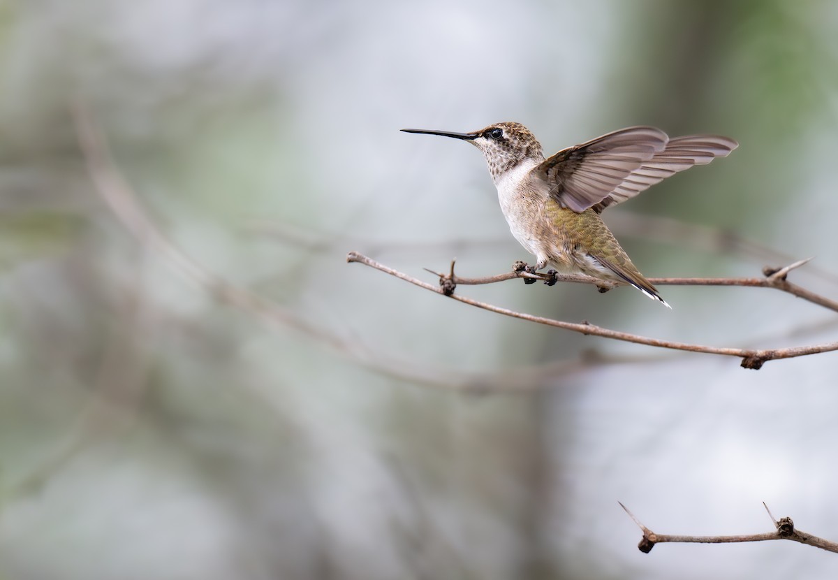 Black-chinned Hummingbird - ML640590304