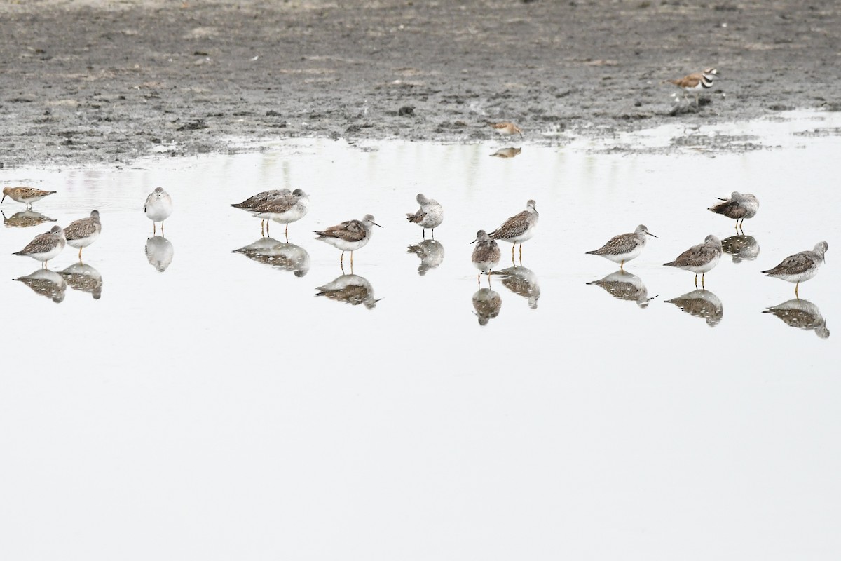 Lesser Yellowlegs - ML640590319