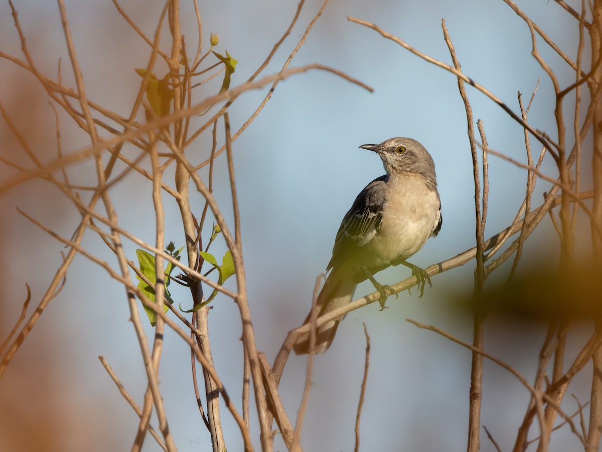 Northern Mockingbird - ML640590329
