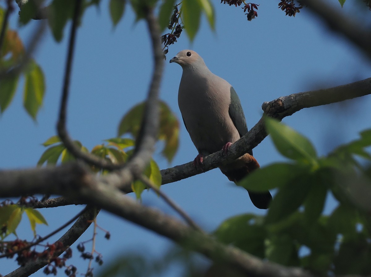 Pink-headed Imperial-Pigeon - ML640590351