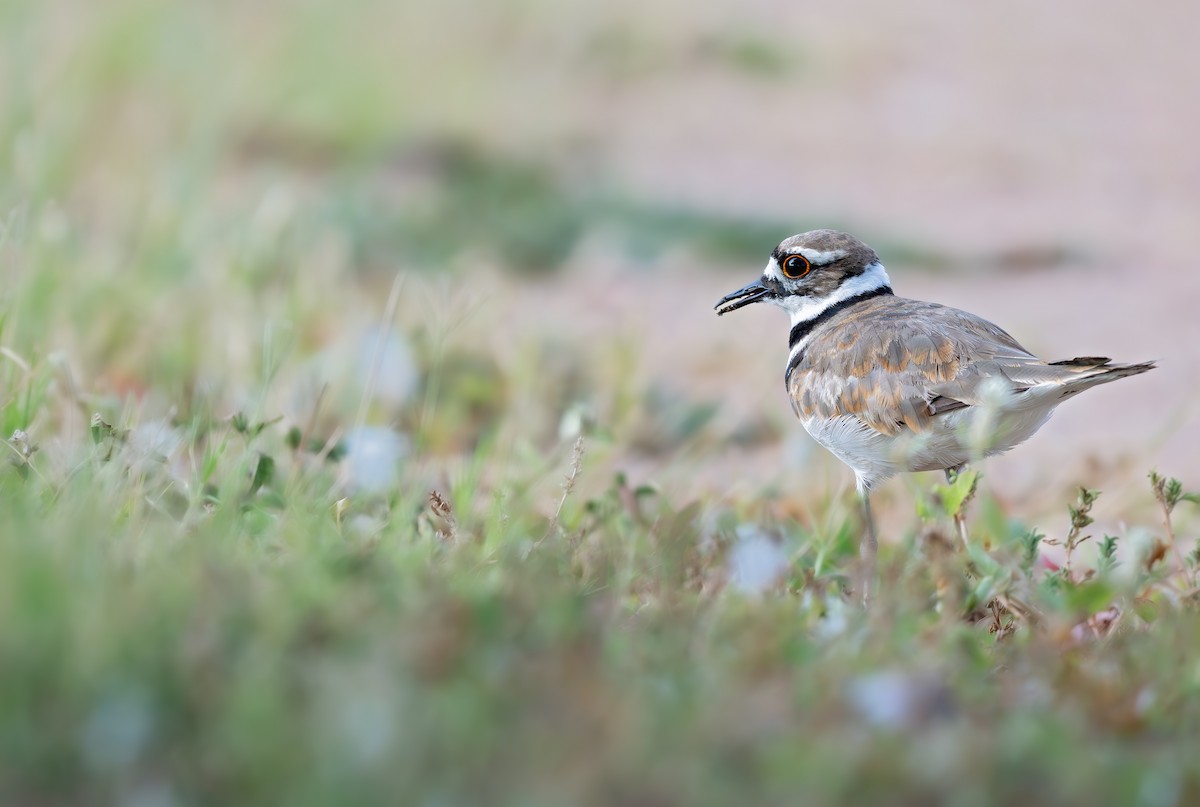 Killdeer - ML640590356