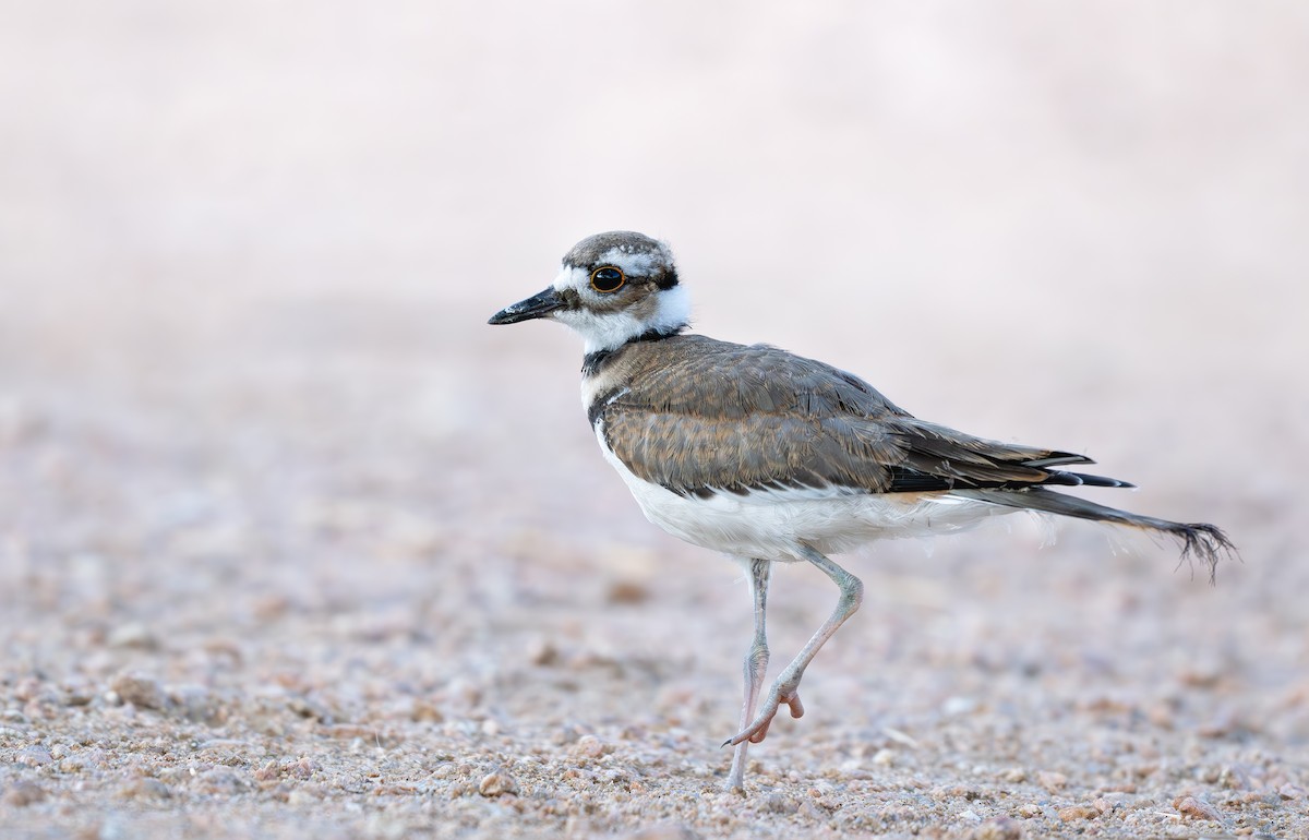 Killdeer - ML640590357