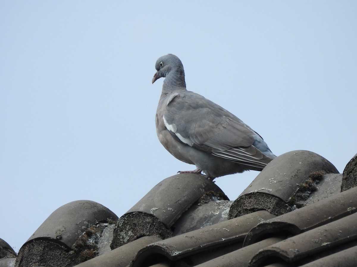 Tahtalı - ML640590382
