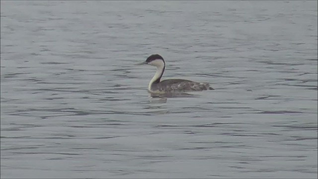 Western Grebe - ML640590385