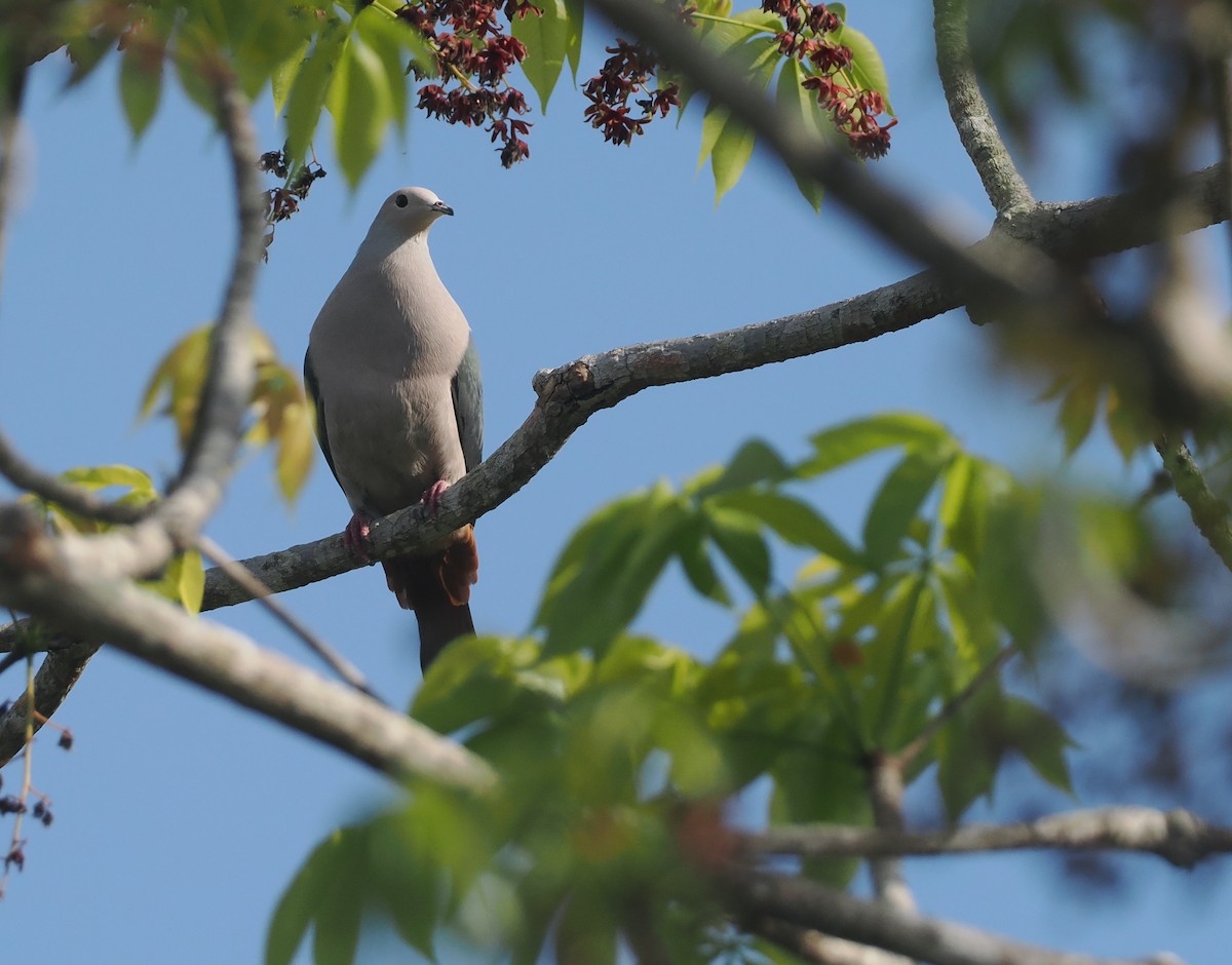 Pink-headed Imperial-Pigeon - ML640590398