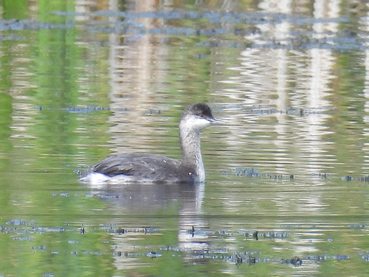 Eared Grebe - ML640590404