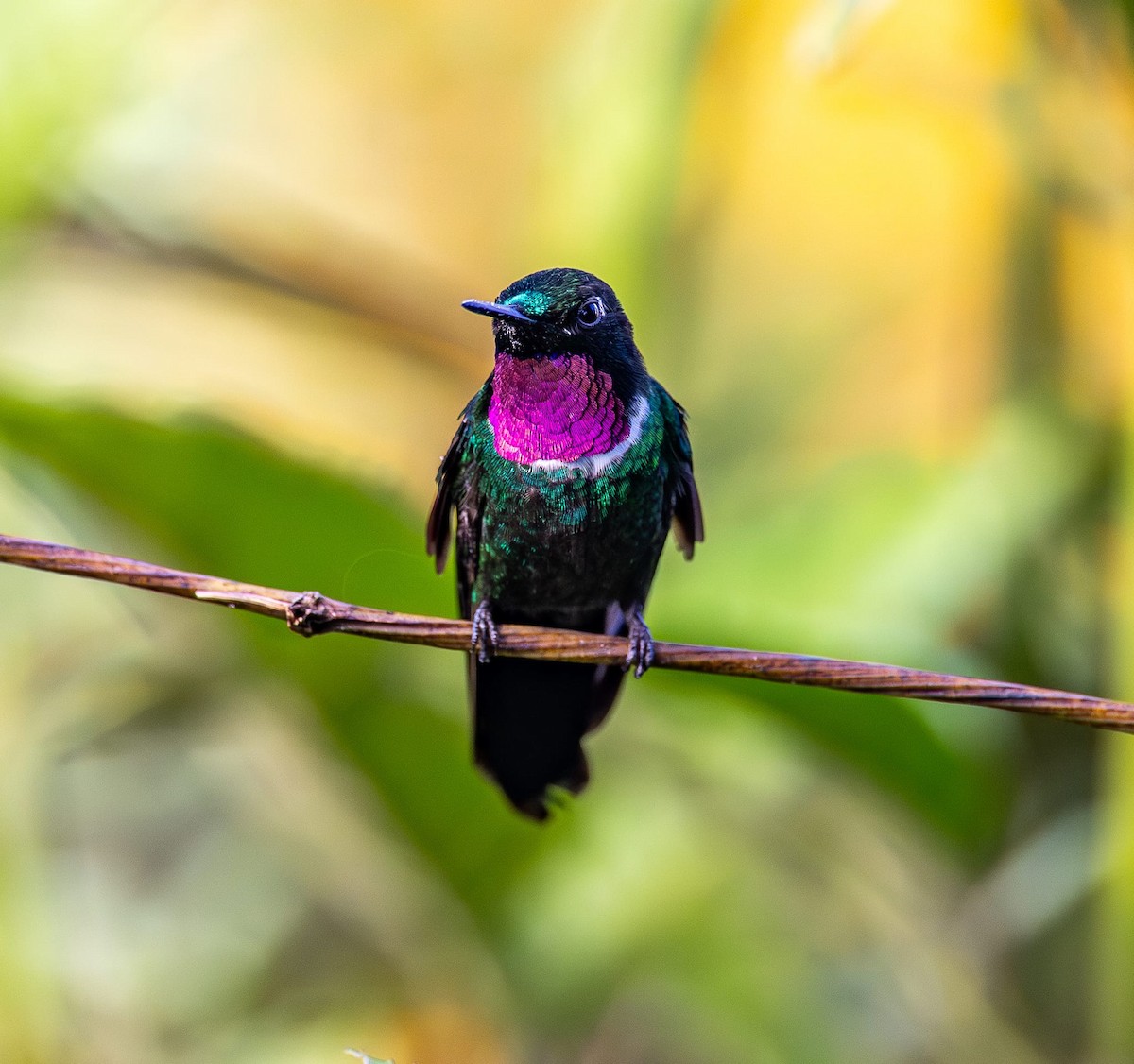 Gorgeted Sunangel - ML640590407