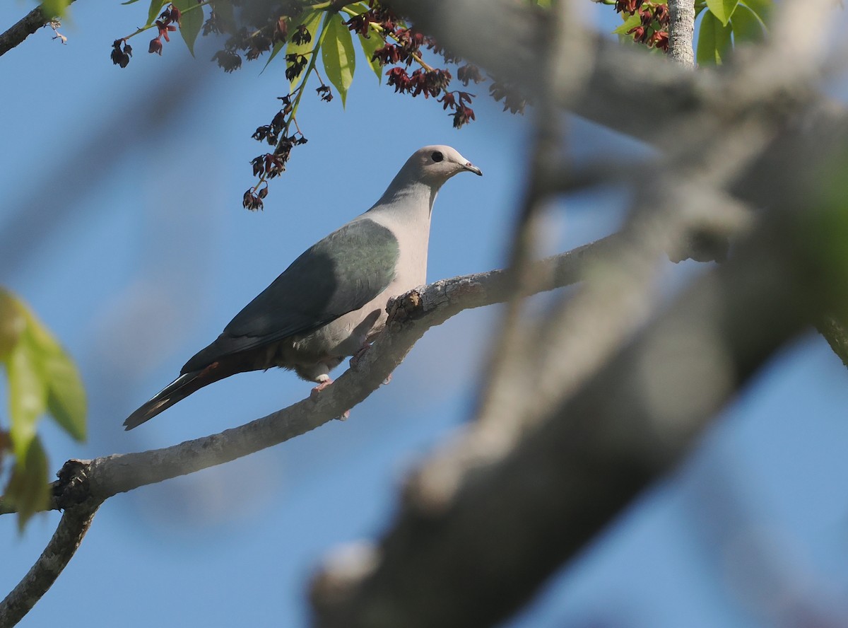 Pink-headed Imperial-Pigeon - ML640590416