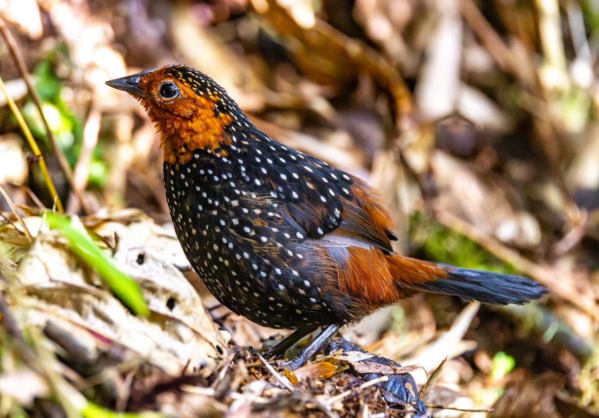 Ocellated Tapaculo - ML640590426
