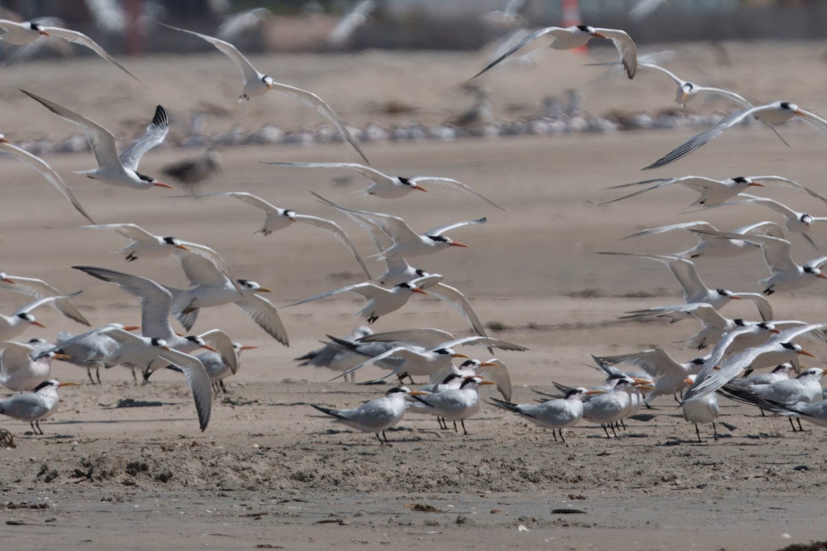 Elegant/Royal Tern - ML640590433
