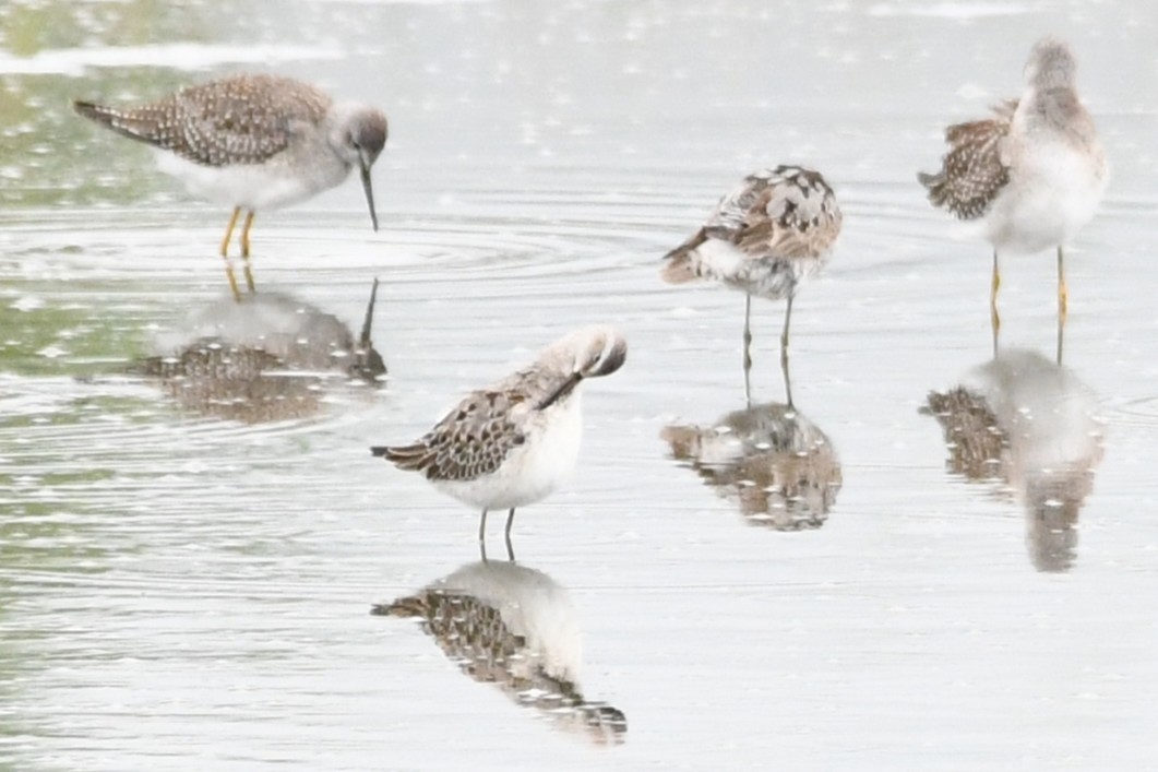 Stilt Sandpiper - ML640590436