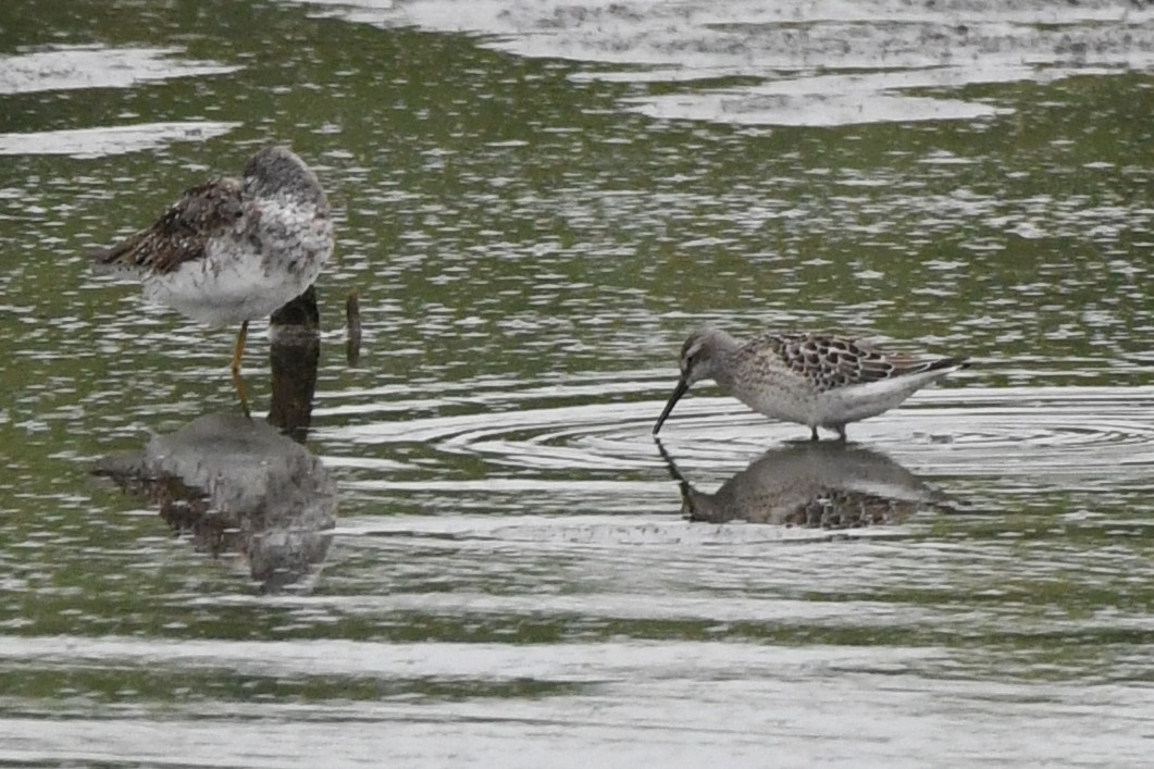 Stilt Sandpiper - ML640590437