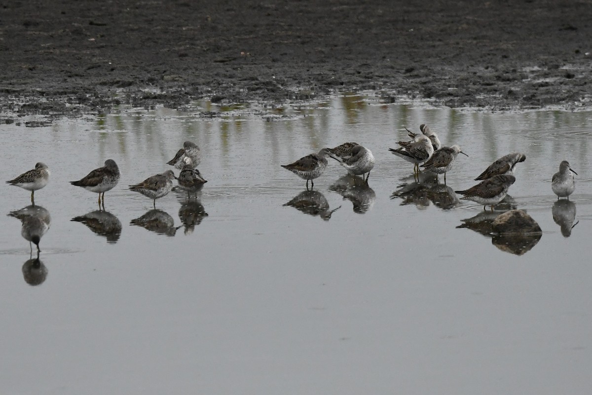 Stilt Sandpiper - ML640590438