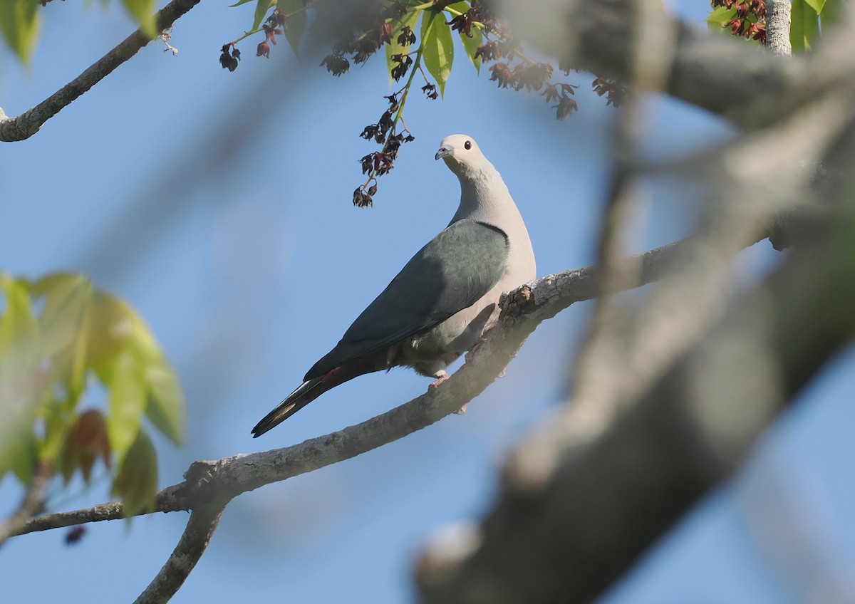 Pink-headed Imperial-Pigeon - ML640590441