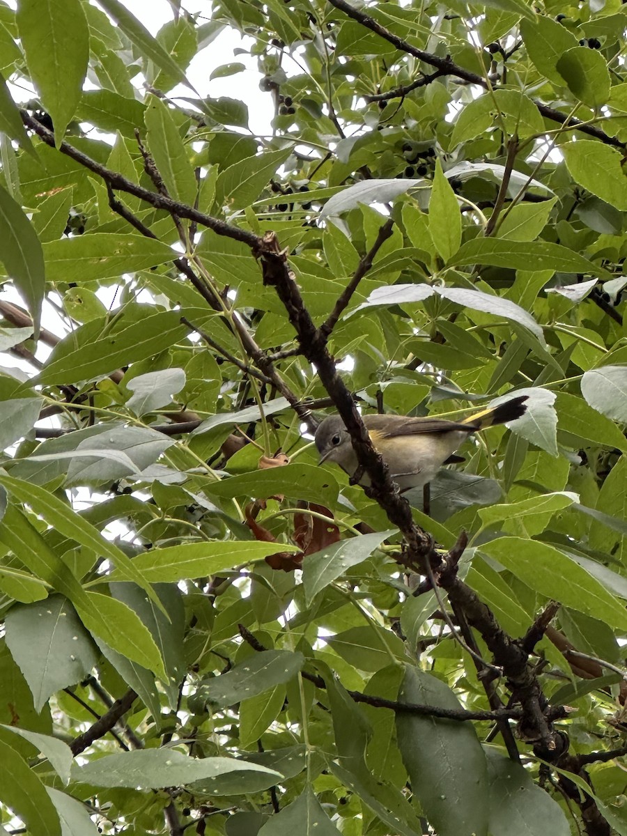 American Redstart - ML640590484