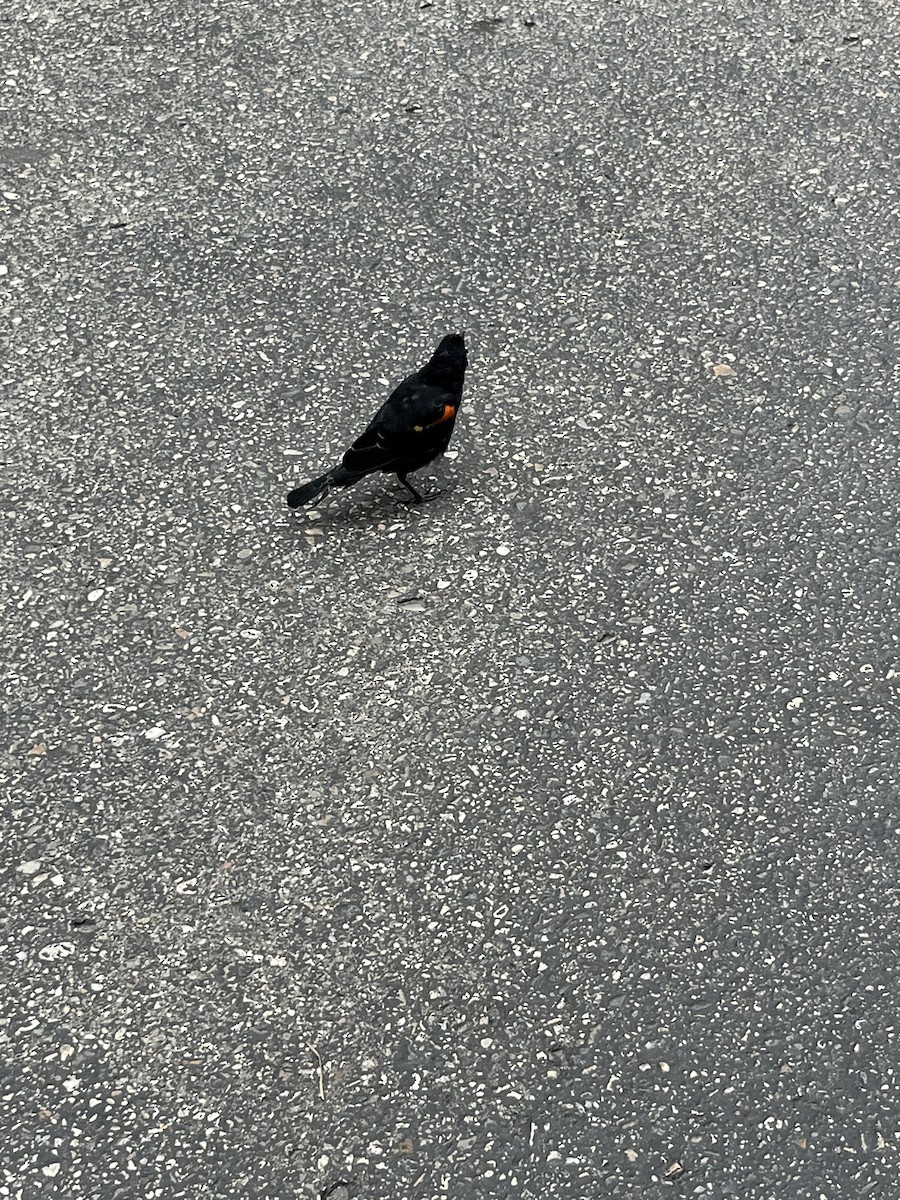 Red-winged Blackbird - ML640590493