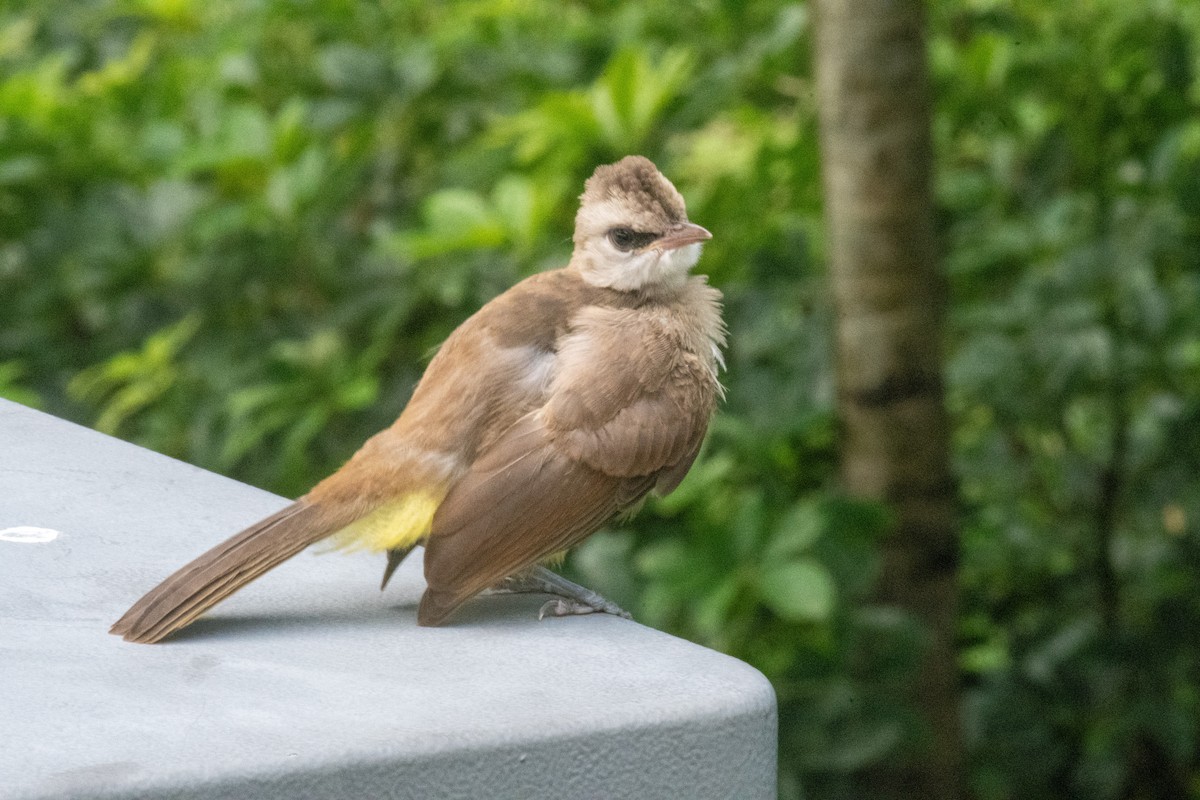 Yellow-vented Bulbul - ML640590536