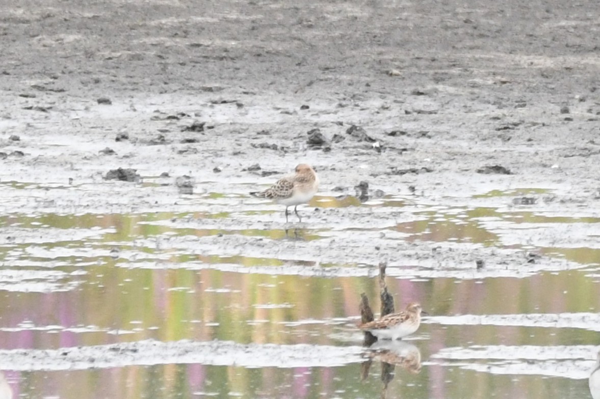 Байрдийн элсэг - ML640590563