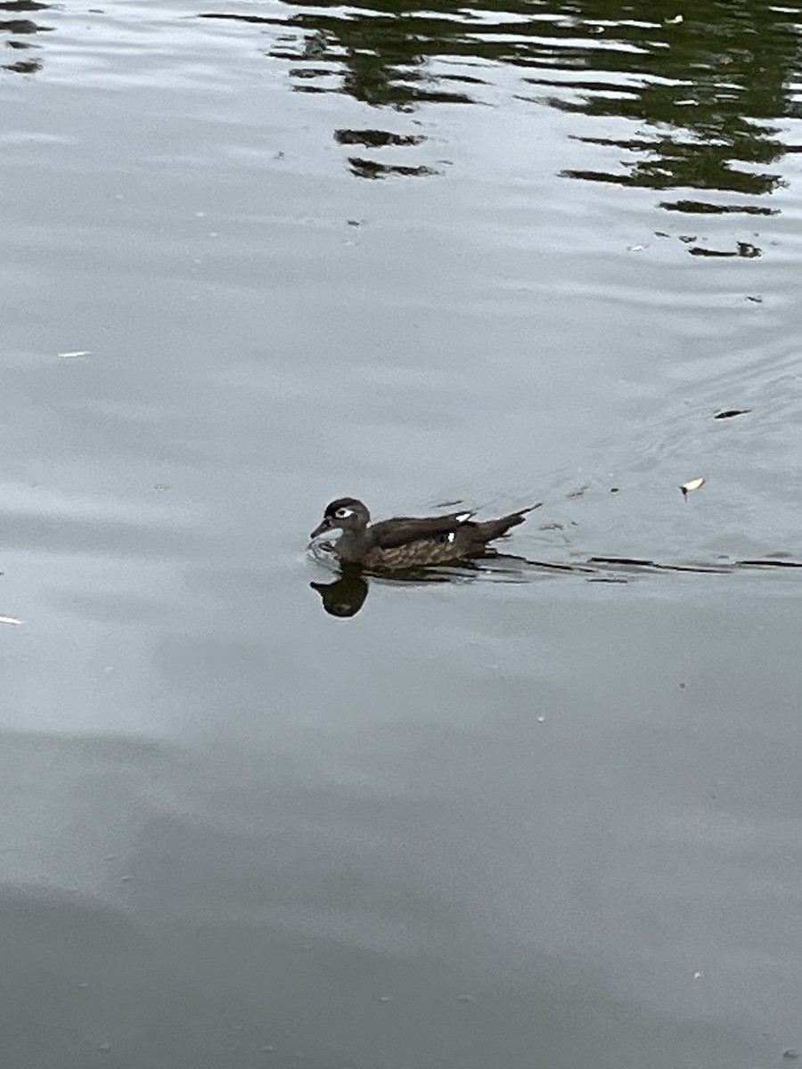 美洲鴛鴦 - ML640590583