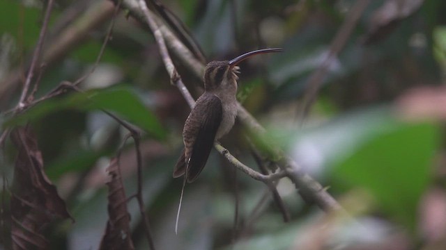 Long-billed Hermit - ML640590630