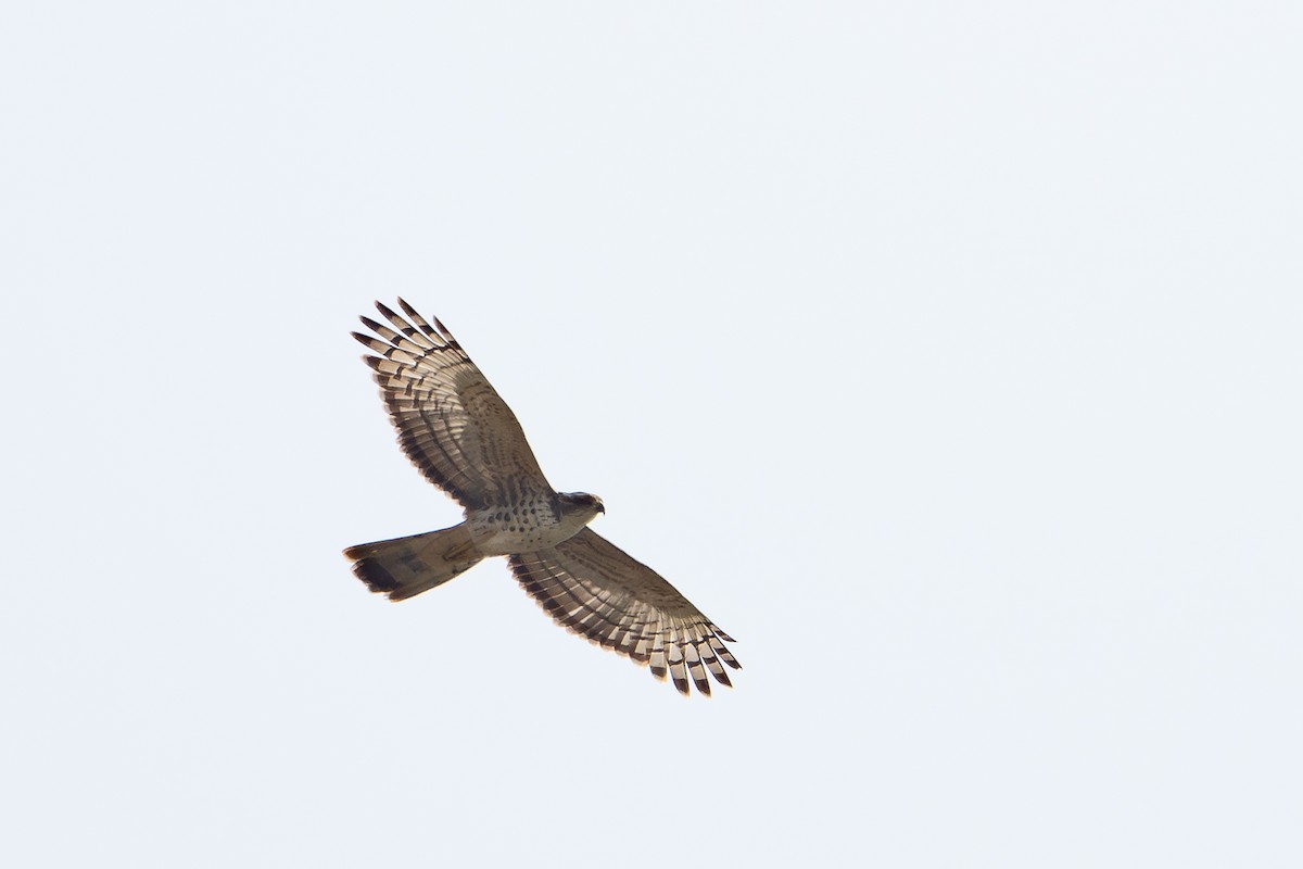 African Cuckoo-Hawk - ML640590652