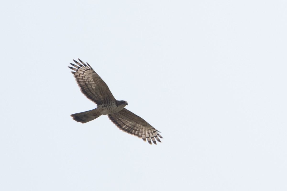 African Cuckoo-Hawk - ML640590655
