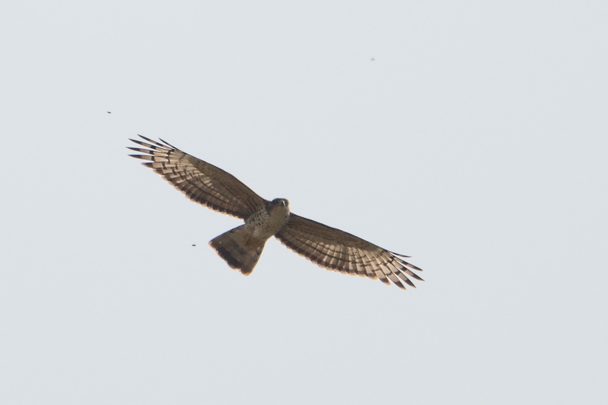 African Cuckoo-Hawk - ML640590661