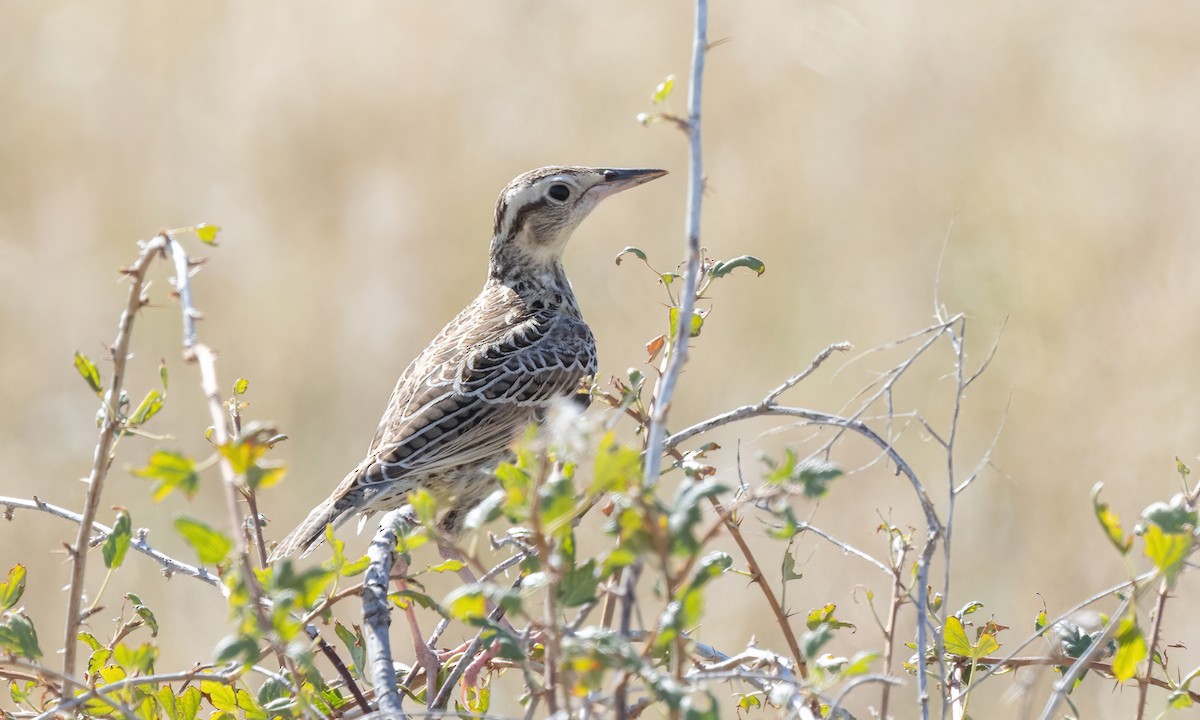 Western Meadowlark - ML640590680