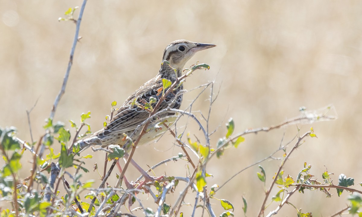 Western Meadowlark - ML640590681