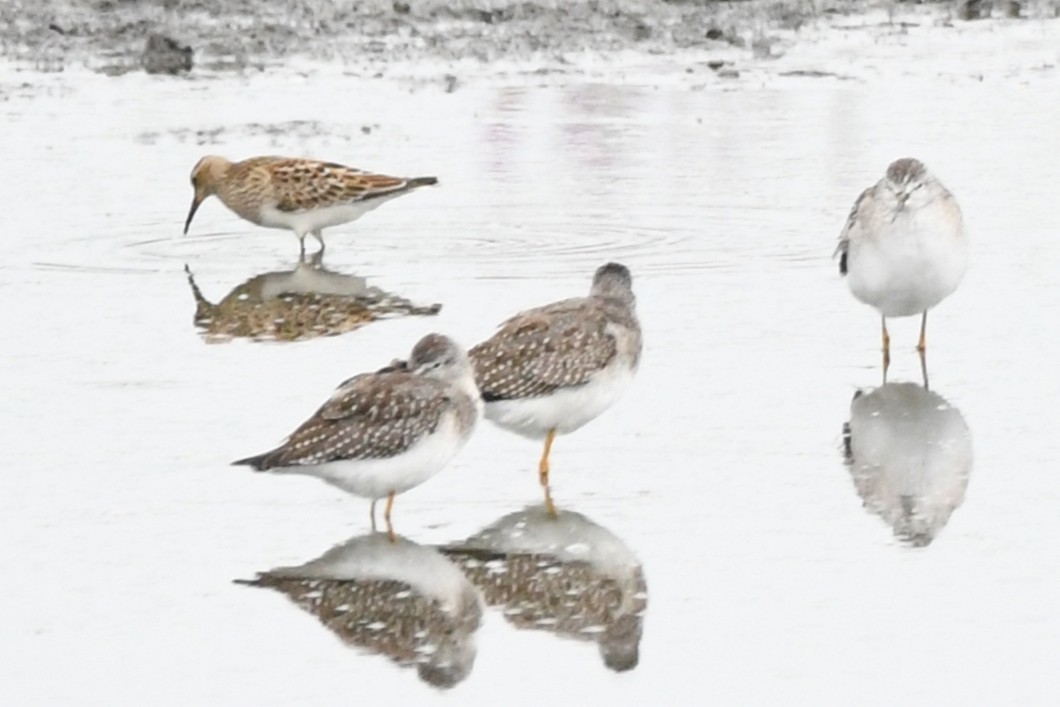 Орог элсэг - ML640590694