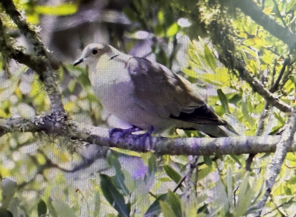 Eurasian Collared-Dove - ML640590704