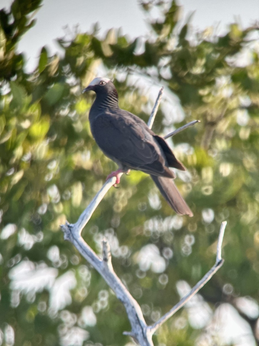 White-crowned Pigeon - ML640590721