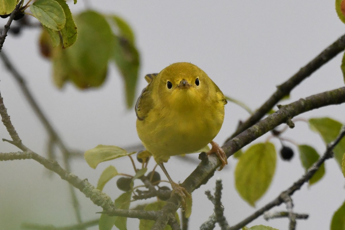 Northern Yellow Warbler - ML640590725