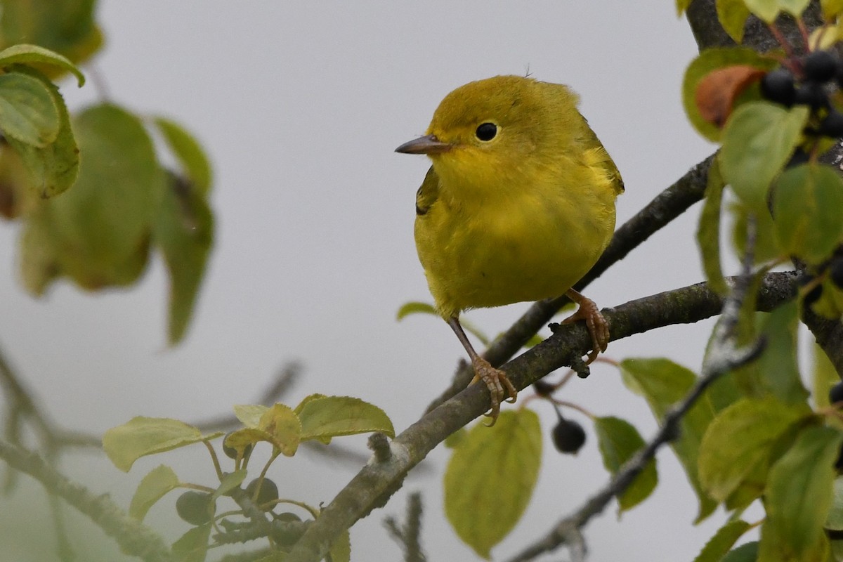 Northern Yellow Warbler - ML640590726