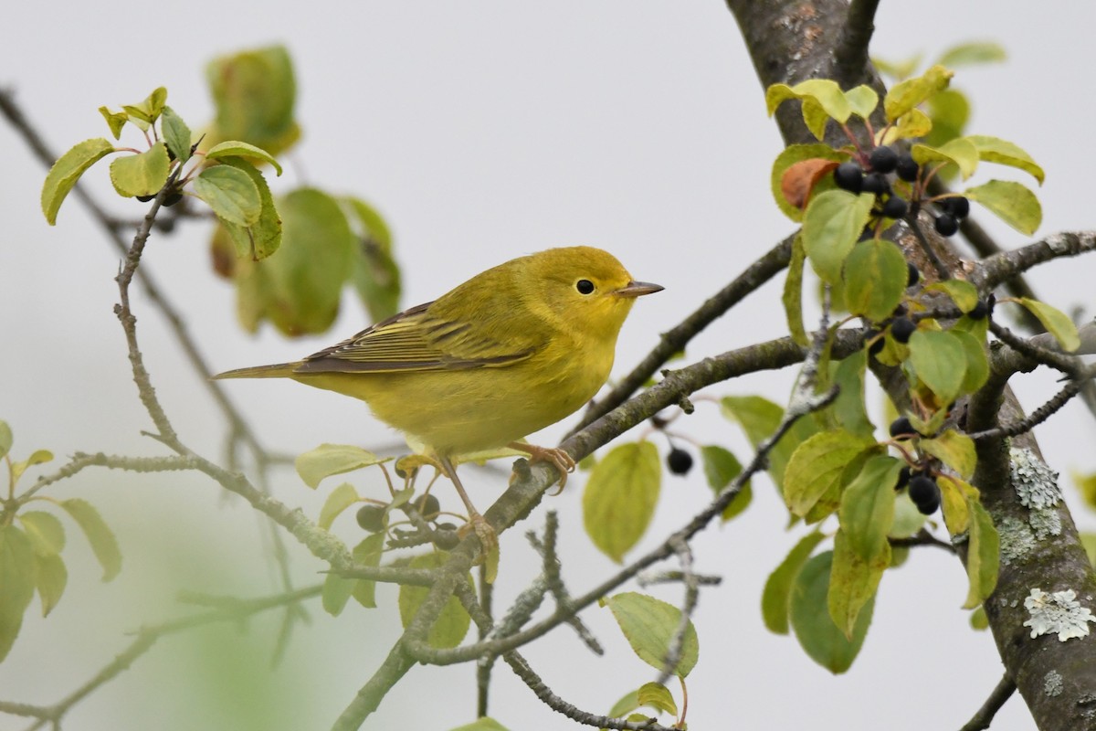 Northern Yellow Warbler - ML640590727