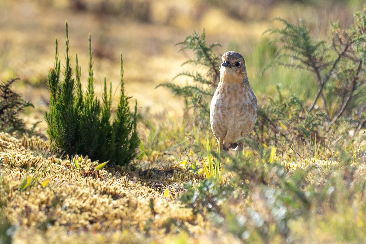 Boyaca Antpitta - ML640590749