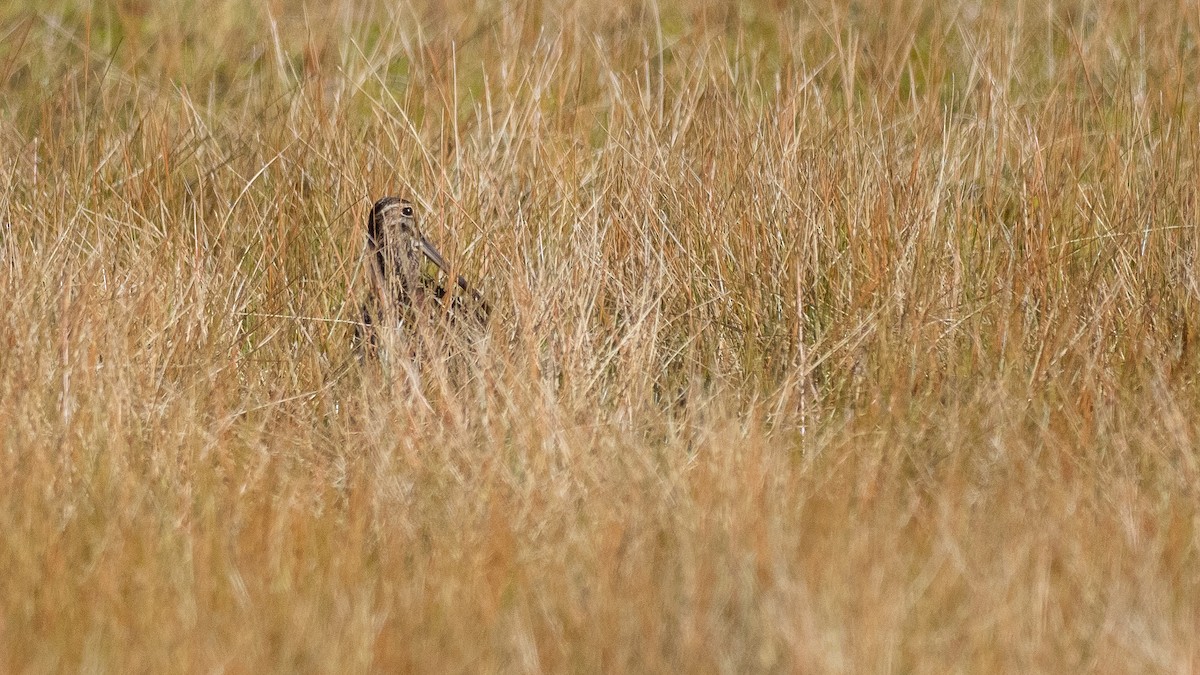 Noble Snipe - ML640590755
