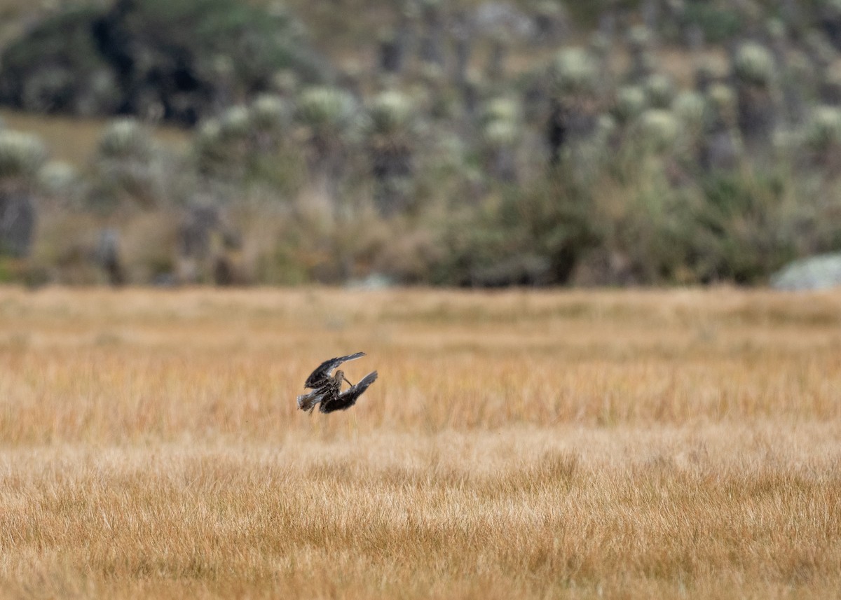 Noble Snipe - ML640590760