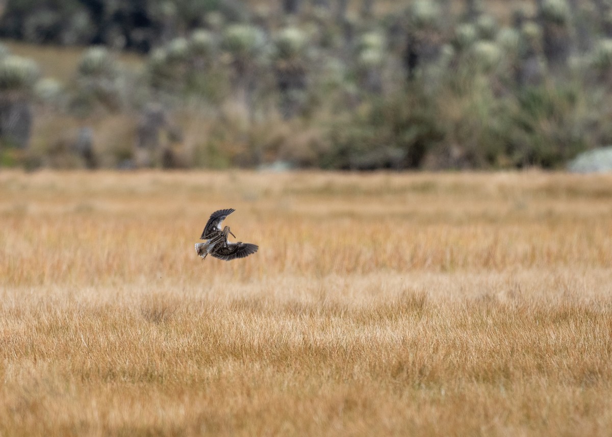 Noble Snipe - ML640590761