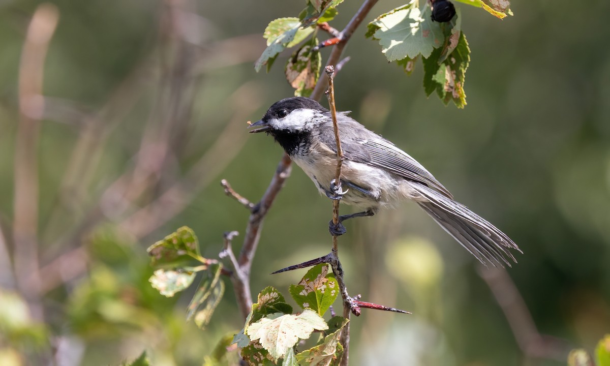 Black-capped Chickadee - ML640590771