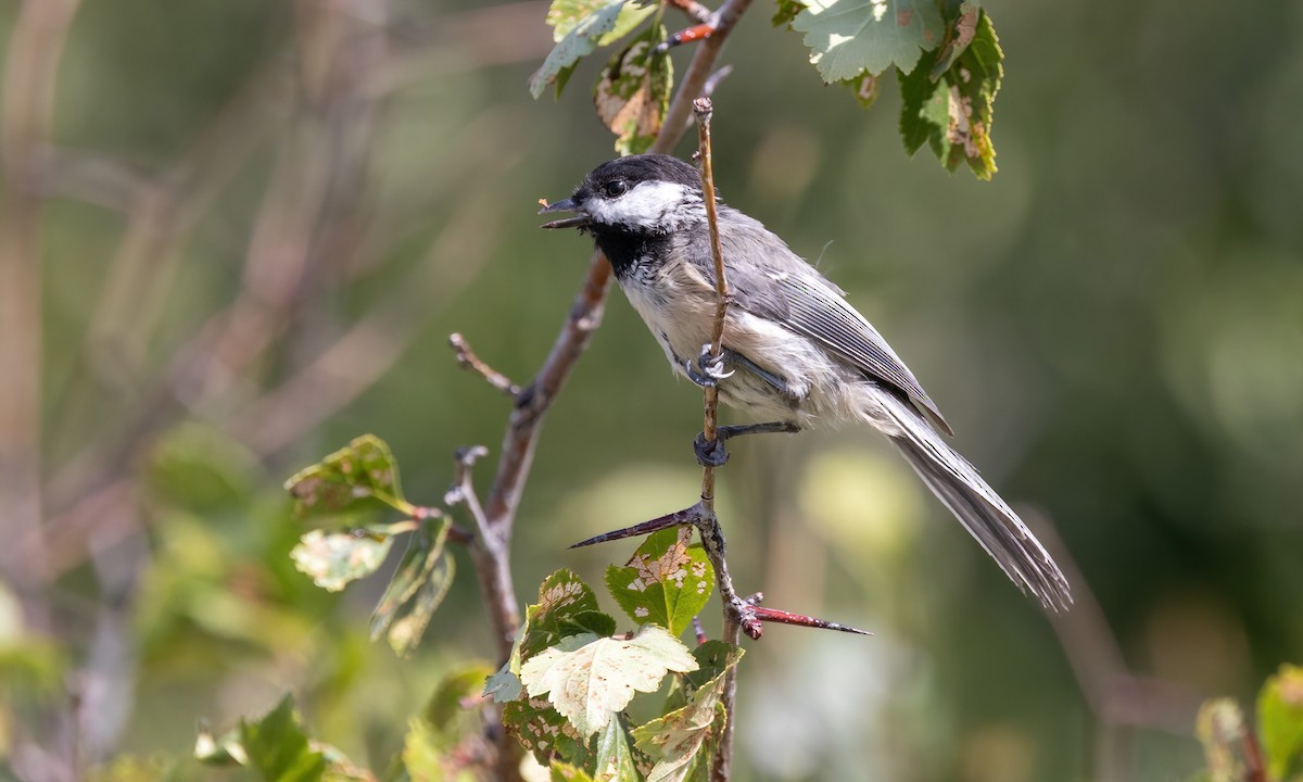 Black-capped Chickadee - ML640590772