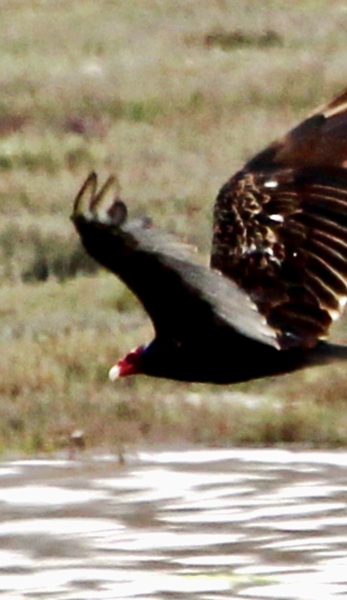 Turkey Vulture - ML640590782