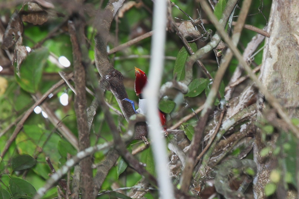 Königsparadiesvogel - ML640590793