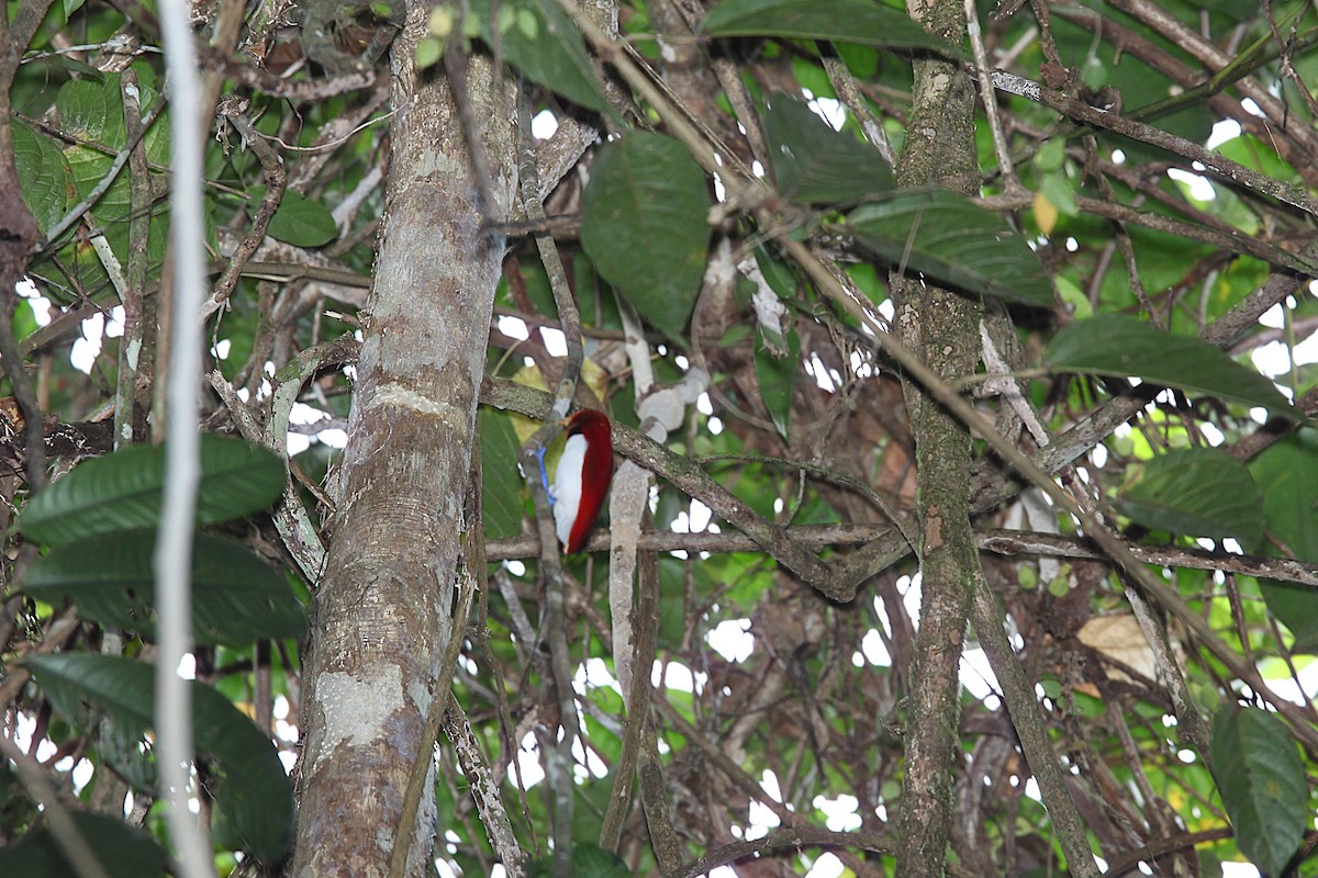Königsparadiesvogel - ML640590794