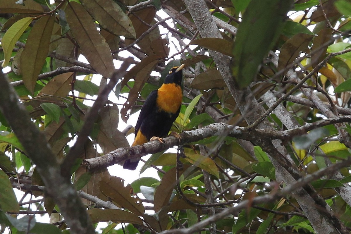 Golden Myna - ML640590827