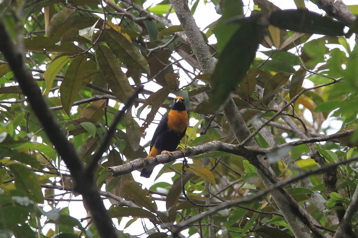 Golden Myna - ML640590828