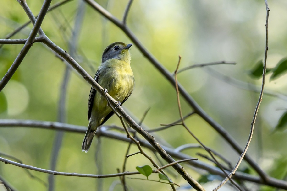 Wing-barred Piprites - ML640590829