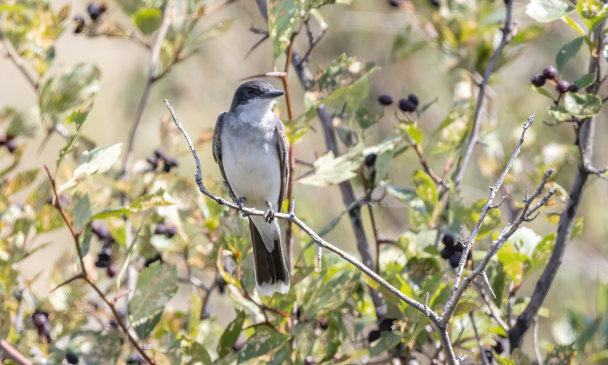 Eastern Kingbird - ML640590839