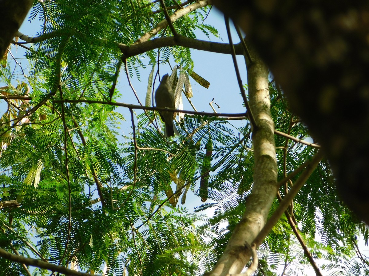 euphonia sp. - ML640590842