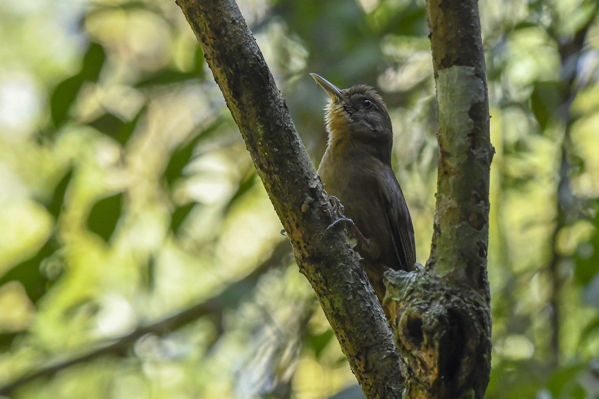 Trepatroncos Turdino (turdina) - ML640590865